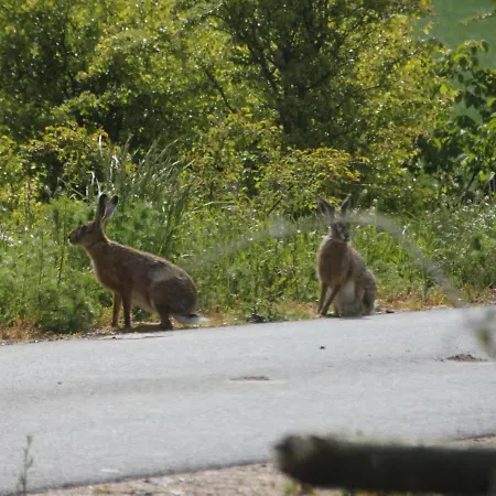 Deichtraum Appartamento Galmsbull