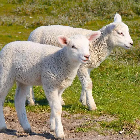 Apartment Deichtraum