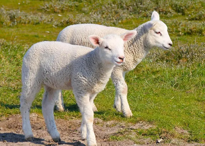 Appartamento Deichtraum